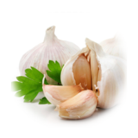 Allium sativum
